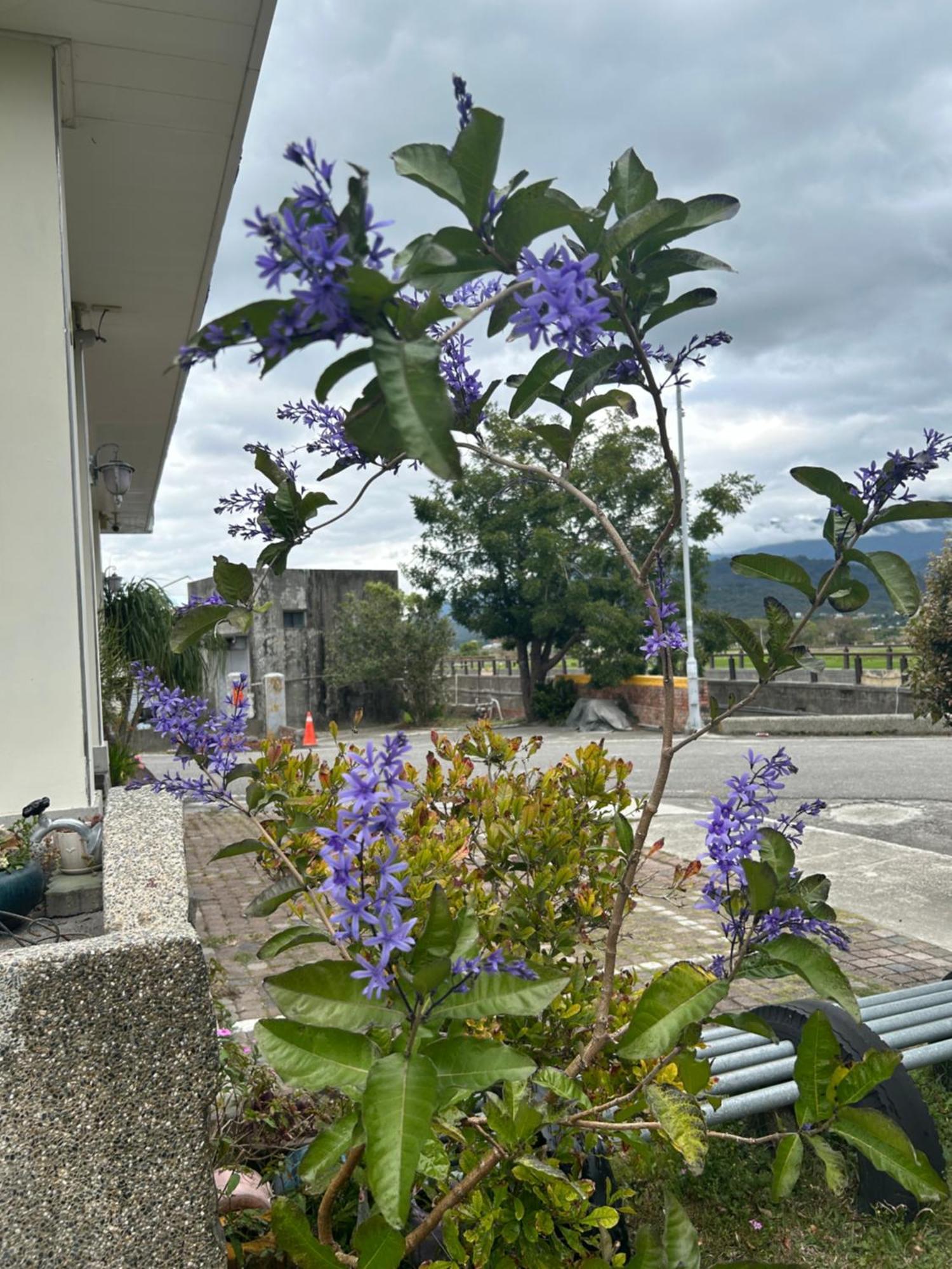 Xian Qing Yu Zhi Homestay Chishang Bagian luar foto