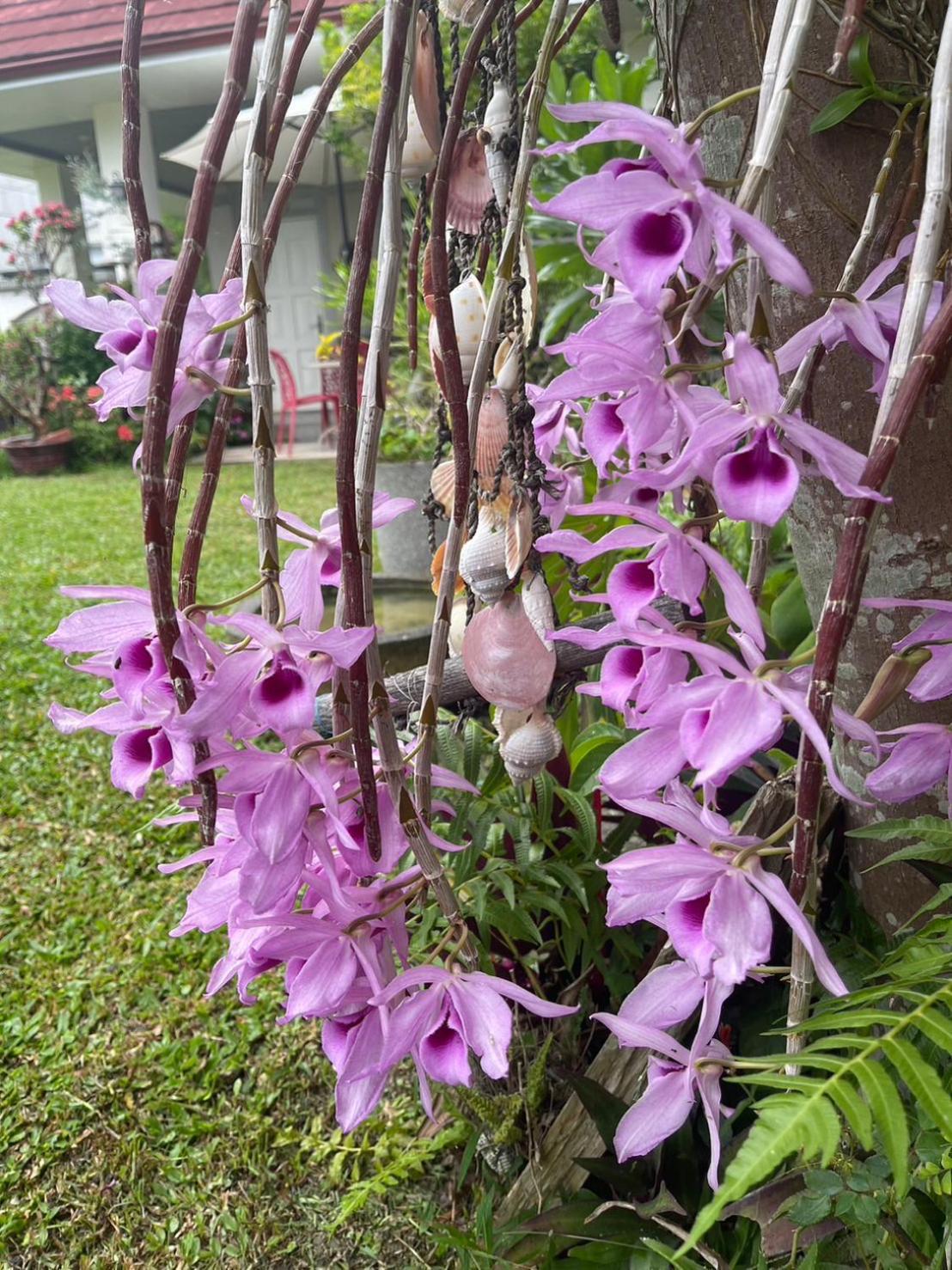 Xian Qing Yu Zhi Homestay Chishang Bagian luar foto